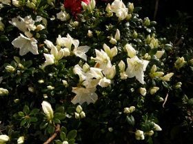 Azalea Groen Glace.jpg