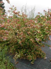 Abelia x grandiflora Francis Mason.JPG