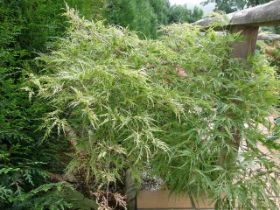 Acer palmatum Disectum Green Globe.JPG