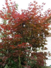 Acer palmatum Fire Glow.JPG