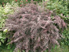 Berberis Rose Globe.JPG