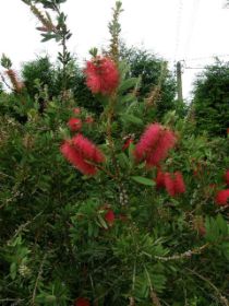 Callistemon laevis.JPG