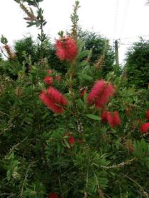 Callistemon laevis.JPG