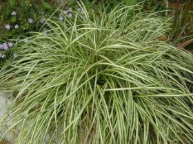 Carex sp..JPG