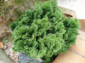 Chamaecyparis Obtusa Nana Gracilis.JPG