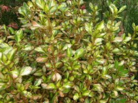 Coprosma Evening Glow (2).JPG