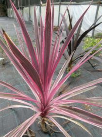 Cordyline Tricolor.JPG