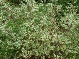 Cornus Albovariegata.JPG