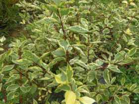Cornus Gouchaltii (2).JPG