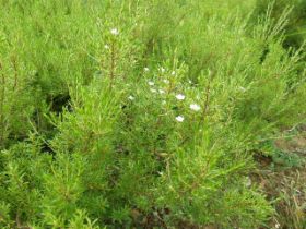 Diosma ericoides (2).JPG