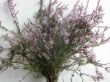 Brezo (Calluna).JPG