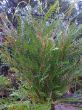 Grevillea tobera web.jpg