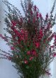 Lepthospermun rojo web.jpg