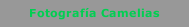 Fotografía Camelias 